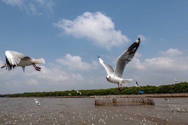 Mavi gökyüzünde ya da deniz kıyısındaki bambuların sırığında tek başına uçan martılar.
