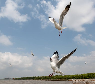 Mavi gökyüzünde ya da deniz kıyısındaki bambuların sırığında tek başına uçan martılar.