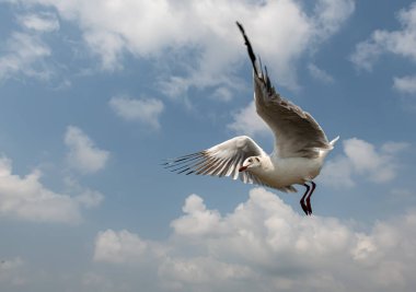 Mavi gökyüzünde ya da deniz kıyısındaki bambuların sırığında tek başına uçan martılar.