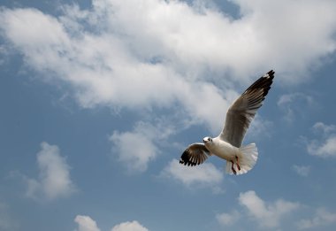 Mavi gökyüzünde ya da deniz kıyısındaki bambuların sırığında tek başına uçan martılar.