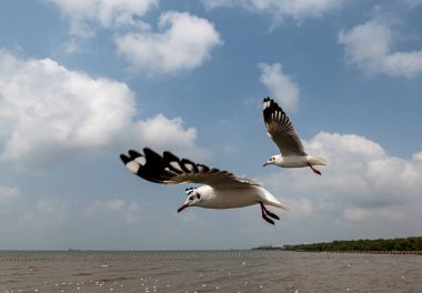 Mavi gökyüzünde ya da deniz kıyısındaki bambuların sırığında tek başına uçan martılar.