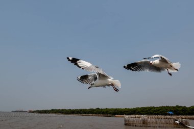 Mavi gökyüzünde ya da deniz kıyısındaki bambuların sırığında tek başına uçan martılar.