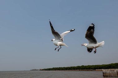 Mavi gökyüzünde ya da deniz kıyısındaki bambuların sırığında tek başına uçan martılar.
