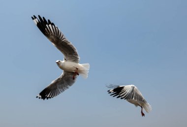 Mavi gökyüzünde ya da deniz kıyısındaki bambuların sırığında tek başına uçan martılar.