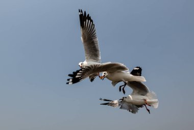 Mavi gökyüzünde ya da deniz kıyısındaki bambuların sırığında tek başına uçan martılar.