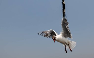 Mavi gökyüzünde ya da deniz kıyısındaki bambuların sırığında tek başına uçan martılar.