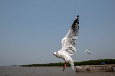 Mavi gökyüzünde ya da deniz kıyısındaki bambuların sırığında tek başına uçan martılar.