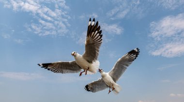 Mavi gökyüzünde ya da deniz kıyısındaki bambuların sırığında tek başına uçan martılar.