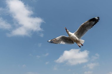 Mavi gökyüzünde ya da deniz kıyısındaki bambuların sırığında tek başına uçan martılar.