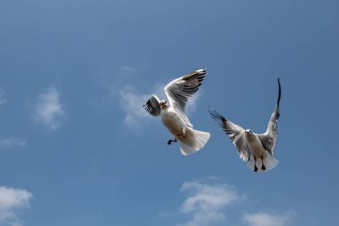 Mavi gökyüzünde ya da deniz kıyısındaki bambuların sırığında tek başına uçan martılar.