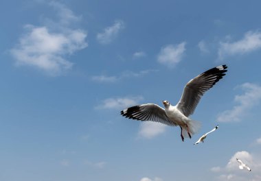 Mavi gökyüzünde ya da deniz kıyısındaki bambuların sırığında tek başına uçan martılar.