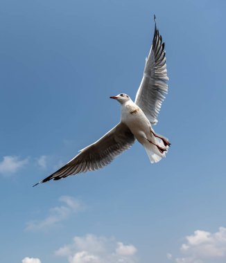 Mavi gökyüzünde ya da deniz kıyısındaki bambuların sırığında tek başına uçan martılar.