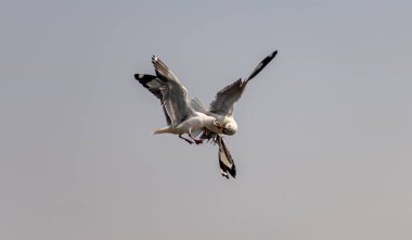 Mavi gökyüzünde ya da deniz kıyısındaki bambuların sırığında tek başına uçan martılar.