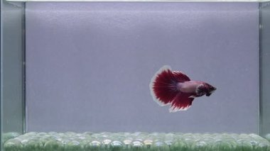Beta balığı Yarım Ay uzun kuyruk, kısa kuyruk, Crowntails ve Dumbo Tayland 'dan, Siyam dövüş balığı izole gri arka planda.