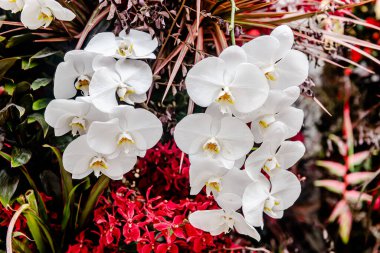 Güzel çiçek süslemeleri, çiçek arka planı, düğün dekorasyonu, gül deseni, renkli arka plan, bir demet çiçek..