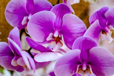 Güzel çiçek süslemeleri, çiçek arka planı, düğün dekorasyonu, gül deseni, renkli arka plan, bir demet çiçek.