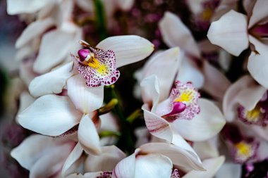 Güzel çiçek süslemeleri, çiçek arka planı, düğün dekorasyonu, gül deseni, renkli arka plan, bir demet çiçek.