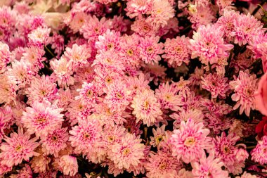 Güzel çiçek süslemeleri, çiçek arka planı, düğün dekorasyonu, gül deseni, renkli arka plan, bir demet çiçek.