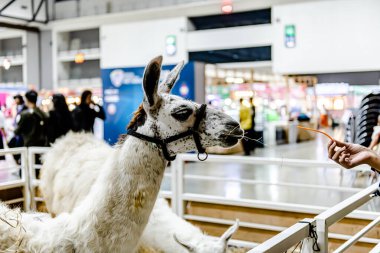 Bangkok, Tayland. - 15 Ağustos 2024: Hayvan Fuarı 2024 olarak bilinen Hayvan Fuarı etkinliği, yerel veya turistlerin bazı hayvanları satın alıp beslemelerine ve resimlerini çekmelerine olanak sağlıyor..