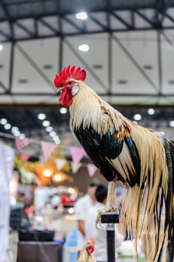 Bangkok, Tayland. - 15 Ağustos 2024: Hayvan Fuarı 2024 olarak bilinen Hayvan Fuarı etkinliği, yerel veya turistlerin bazı hayvanları satın alıp beslemelerine ve resimlerini çekmelerine olanak sağlıyor..