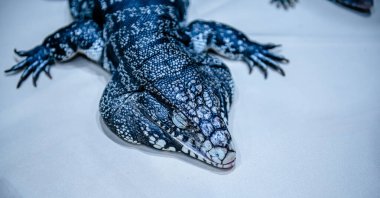 Arjantin Siyah ve Beyaz Tegu 'nun (Salvator Merianae) yakınında. Tegu kertenkelelerinin en büyüğü olan Arjantin dev tegu, tegu kertenkelesinin en büyük türüdür..