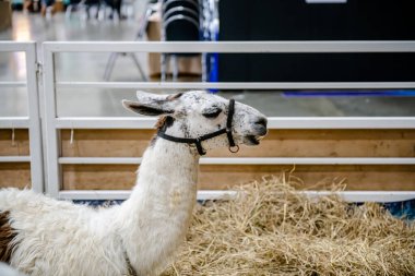 Bangkok, Tayland. - 15 Ağustos 2024: Hayvan Fuarı 2024 olarak bilinen Hayvan Fuarı etkinliği, yerel veya turistlerin bazı hayvanları satın alıp beslemelerine ve resimlerini çekmelerine olanak sağlıyor..