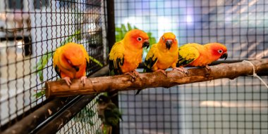 Muhabbet kuşları kafeste yeşil ve kırmızı renk mutasyonu..