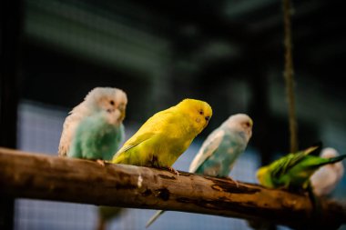 Closeup of group of multicolored budgies perching in birdcage in pet shop on isolated blur background. clipart