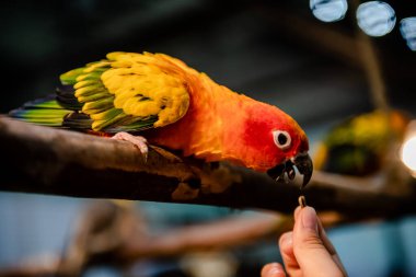 Lovebirds parrot green and red color mutation in the cage. clipart