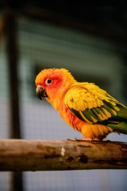 Muhabbet kuşları kafeste yeşil ve kırmızı renk mutasyonu..