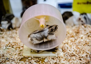 Gri ve kahverengi Hamsterlar Tayland Bangkok 'ta Chatuchak hafta sonu pazarında satılıktır..