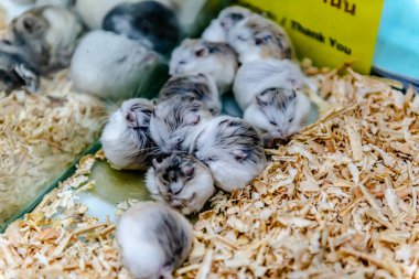 Gri ve kahverengi Hamsterlar Tayland Bangkok 'ta Chatuchak hafta sonu pazarında satılıktır..