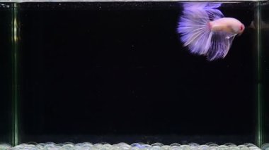 Tayland 'dan uzun kuyruklu Beta balığı Beyaz Platin Yarım Ay, izole edilmiş siyah arka planda savaşan Siyam Balığı.