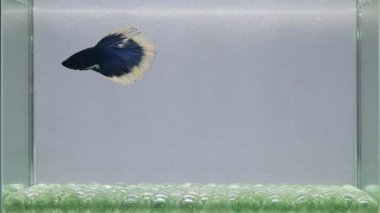 Beta balığı Süslü Mavi Kelebek Tayland 'dan yarım ay kuyruğu, izole edilmiş mavi ya da gri arka planda savaşan Siyam balığı.