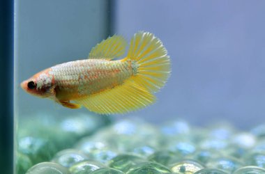 Beta balığı Fancy Female Gold Yarım Ay Tayland 'dan uzun kuyruklu, Siyam dövüşen balığı izole edilmiş mavi ya da gri arka planda.