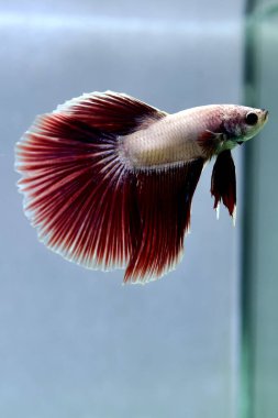 Beta balığı Süslü Lavanta Tayland 'dan yarım ay kuyruğu, izole edilmiş mavi ya da gri arka planda savaşan Siyam balığı.