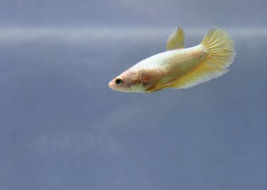 Beta balığı Fancy Female Gold Yarım Ay Tayland 'dan uzun kuyruklu, Siyam dövüşen balığı izole edilmiş mavi ya da gri arka planda.