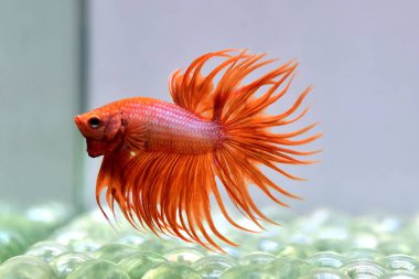 Betta fish Fancy Orange Crowntails from Thailand, Siamese fighting fish on isolated Blue or Grey background. clipart