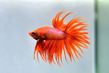 Beta balığı Tayland 'dan süslü turuncu kuyruklu, yalıtılmış mavi ya da gri arka planda savaşan Siyam balığı..