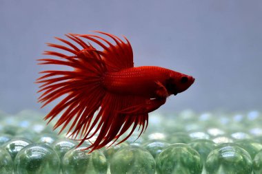 Tayland 'dan Beta balığı Fancy Red Crowntails, izole edilmiş mavi ya da gri arka planda savaşan Siyam balığı.