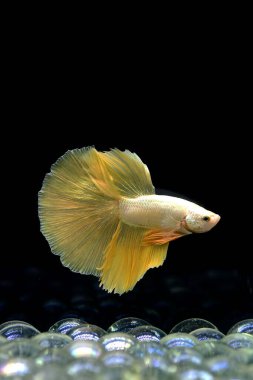 Beta balığı Fancy Gold Yarım Ay Tayland 'dan uzun kuyruklu, Siyam dövüşen balığı izole edilmiş Kara arka planda.
