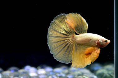 Beta balığı Fancy Gold Yarım Ay Tayland 'dan uzun kuyruklu, Siyam dövüşen balığı izole edilmiş Kara arka planda.