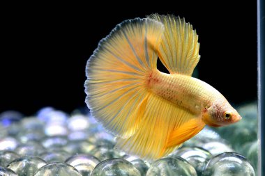 Beta balığı Fancy Gold Yarım Ay Tayland 'dan uzun kuyruklu, Siyam dövüşen balığı izole edilmiş Kara arka planda.