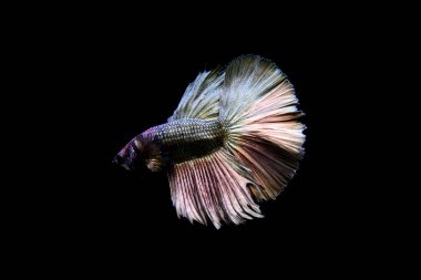 Beta balığı Fancy Green Copper Halfmoon Tayland 'dan uzun kuyruklu, Siyam dövüşen balığı izole edilmiş Kara arka planda.