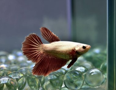 Beta balığı Dişi Süslü Gül Altın Ayı Tayland 'dan uzun kuyruklu, Siyam dövüşen balığı izole edilmiş mavi ya da gri arka planda.