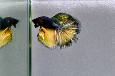 Beta balığı Süslü Kara Bakır Hardal Tayland 'dan uzun kuyruklu Siyam dövüşçü balığı Gri arka planda.