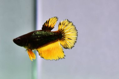 Tayland 'dan uzun kuyruklu Beta Balığı Kadın Süslü Bakır Hardal Balığı, İzole edilmiş Gri arka planda Siyam Savaşçı Balığı.