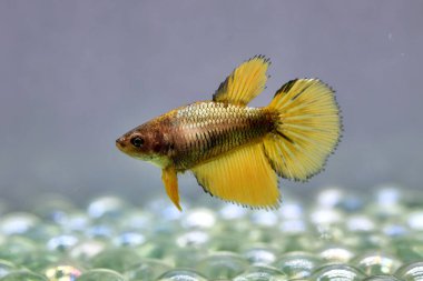 Tayland 'dan uzun kuyruklu Beta Balığı Kadın Süslü Bakır Hardal Balığı, İzole edilmiş Gri arka planda Siyam Savaşçı Balığı.