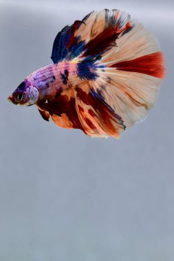 Beta balığı Fancy Nemo Şeker Galaksisi Tayland 'dan yarım ay kuyruğu, yalıtılmış gri arka planda savaşan Siyam balığı.