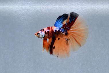 Beta balığı Fancy Nemo Şeker Galaksisi Tayland 'dan yarım ay kuyruğu, yalıtılmış gri arka planda savaşan Siyam balığı.
